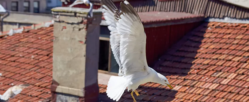 Residential Chimney Animal Removal Solution in Florence-Graham, CA